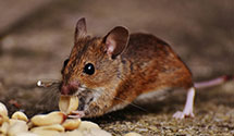24 Hour & Emergency Exterminators in East Claridon, OH